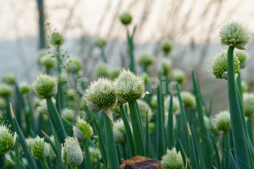 파,파꽃,꽃,꽃사진,플라워,flower,자연,nature,풍경,landscape,식물,야채,채소,plant,plants,flowers,vegetable,재배,생산,밭,밭농사,채소밭,야채밭,식물,자연,plants,nature,채소,야채,vegetables