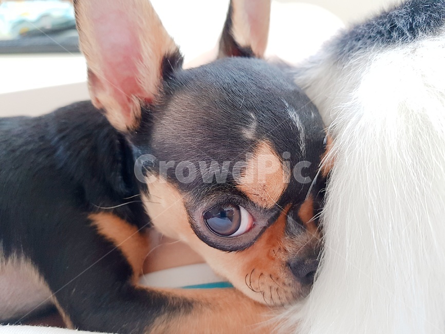 치와와,강아지,블랙탄단모치와와,chihuahua,반려견,단모치와와,소형견,초소형견