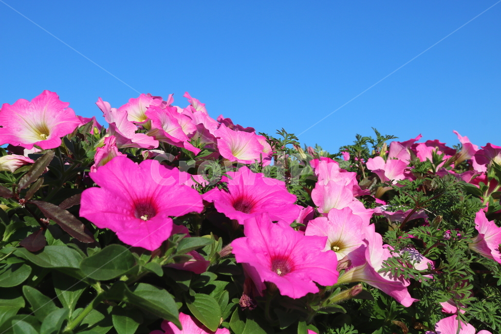 꽃,페튜니아,페튜니아꽃,식물,자연,페츄니아,분홍꽃,식물,자연,plants,nature,꽃,flower