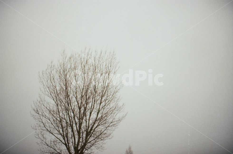 nature,자연,outdoors,옥외,weather,날씨,나무