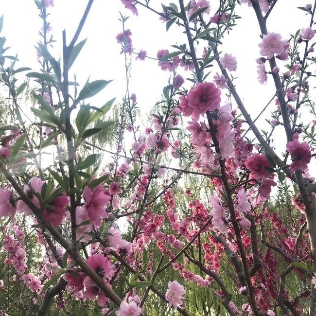 plant,식물,flower,꽃,blossom