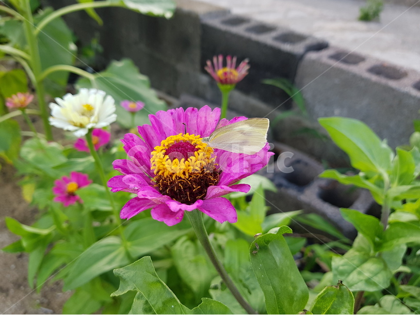 백일홍,꽃,나비,흰나비,분홍꽃,pinkflower,zinnia,flower,butterfly,식물,자연,plants,nature,꽃,flower,동물,animal,곤충,벌레,insect,bug