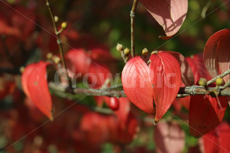 광화문,가을,출사,풍경,단풍,하트,식물,자연,plants,nature,가을,계절,fall,autumn,season,plant,flower,꽃,blossom
