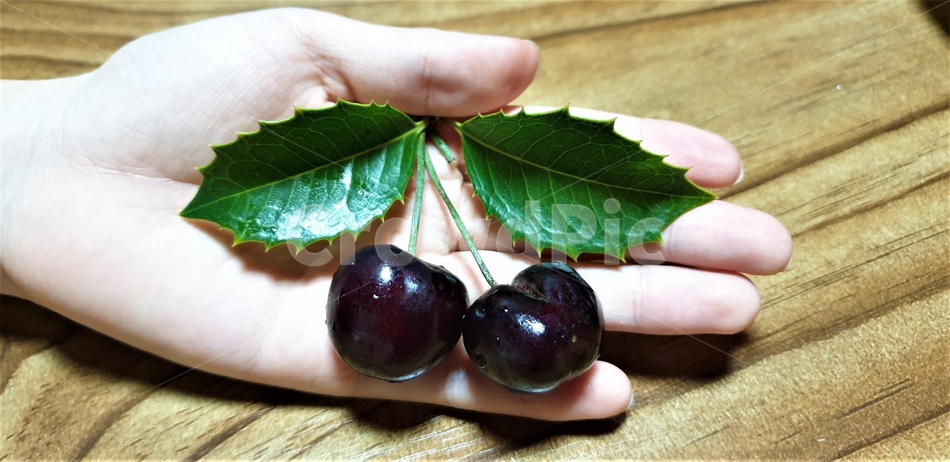 체리,과일,보라색,열매,식물,사람,인간,손가락,person,human,plant,finger,food,fruit