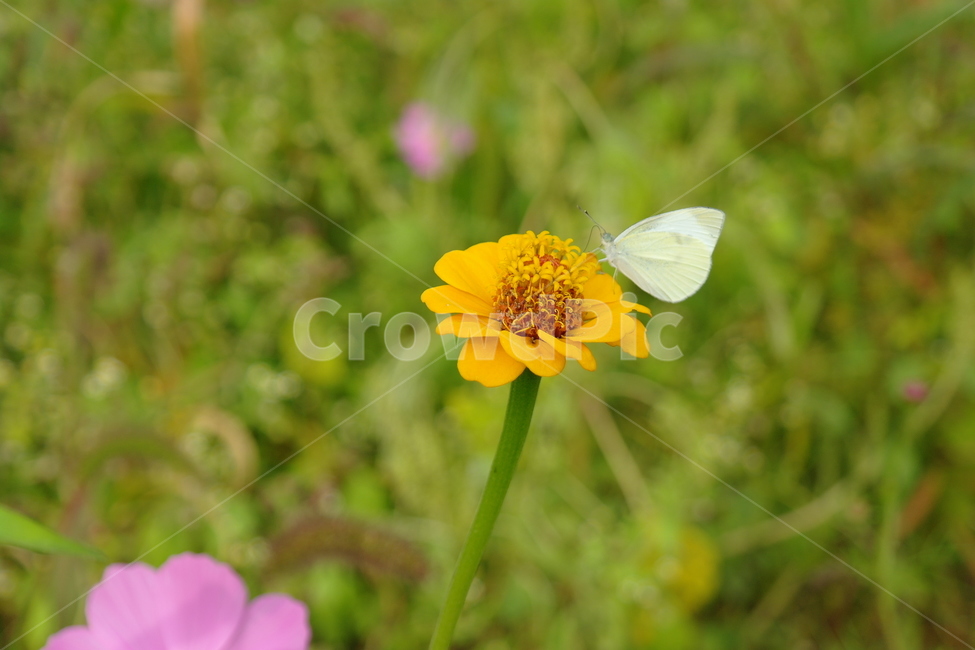 봄,꽃,자연,나비,노랑,식물,자연,plants,nature,꽃,flower