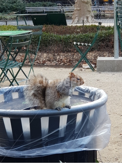 미국,청설모,다람쥐,동물,공원,squirrel,chipmunk,park,newyork,동물,animal,포유류,mammal