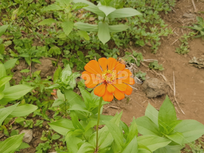 자연,꽃,벌,주황색,식물,근접,감성,풀,초록색,식물,자연,plants,nature,꽃,flower,동물,animal,곤충,벌레,insect,bug