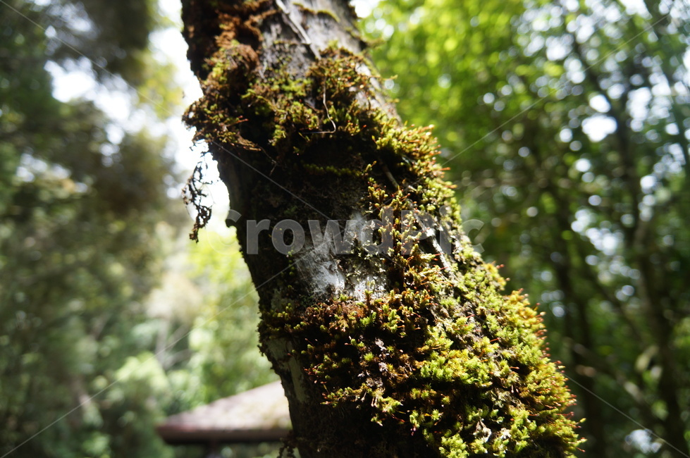 tree,나무,plant,식물,treetrunk,나무줄기,등산