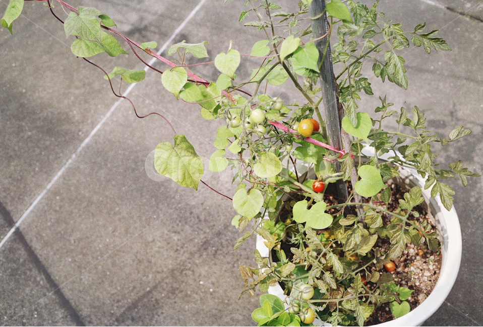 식물,plant,필름,film,감성,화분,과일,열매,식물,자연,plants,nature,채소,야채,vegetables
