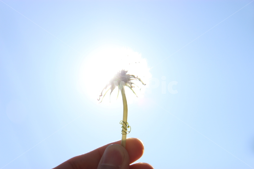 하늘,민들레,태양,풍경,자연,꽃,flower