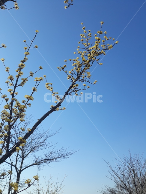 plant,식물,산수유,꽃,나무,하늘