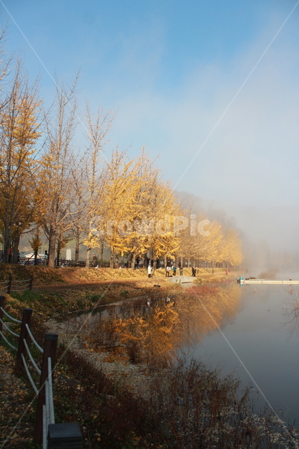 nature,자연,outdoors,날씨,물안개,은행나무,저수지,호수,반영,가을,단풍,lake,fog,mist,fall,가을,계절,fall,autumn,season,옥외,weather