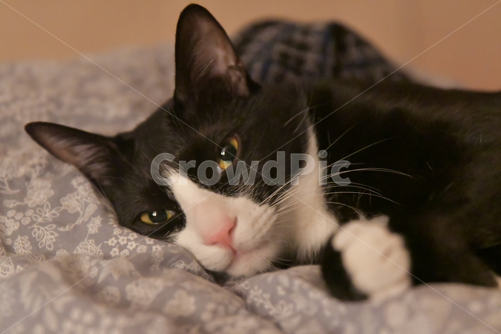 고양이,반려묘,반려동물,냥이,코숏,동물,턱시도,cat,animal,kitty,kitten,동물,animal,포유류,mammal,고양이,cat,kitten,kitty
