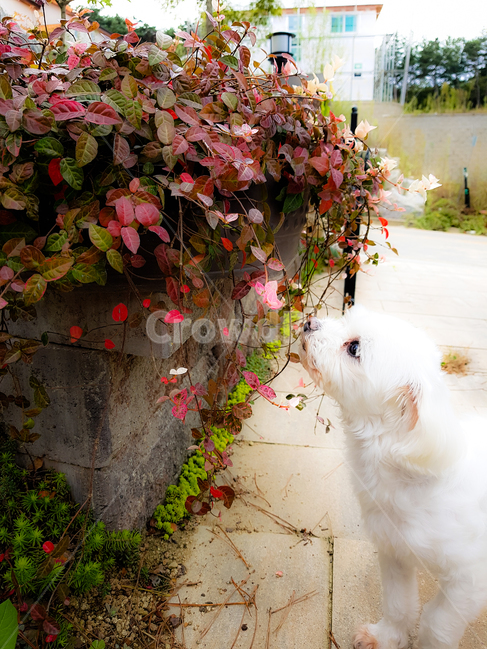 마당,식믈,강아지,말티즈,마삭줄,puppy,plants,감성,기분좋은
