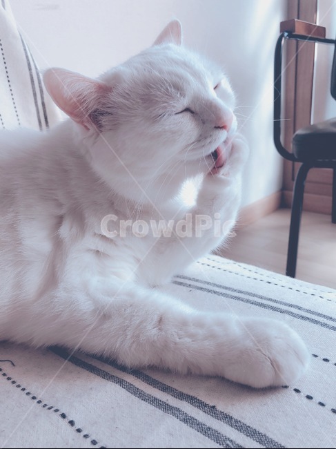 고양이,세수,발닦이,잘준비,그루밍,동물,animal,포유류,mammal,고양이,cat,kitten,kitty