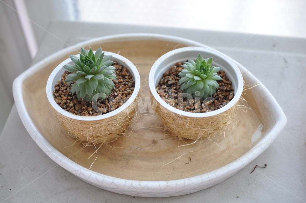 다육,다육이,화분,피핀바위솔,식물,plant,flowerpot,봄,예쁜,실내용화초,화분,화초,house plant