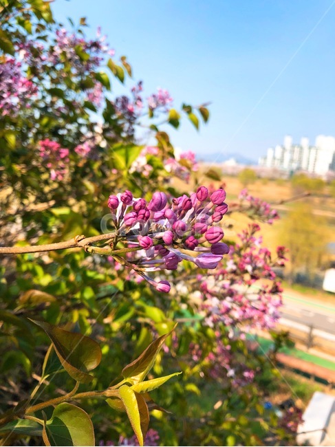 꽃,식물,자연,아름다운,flower,nature,colorful,plant,purple