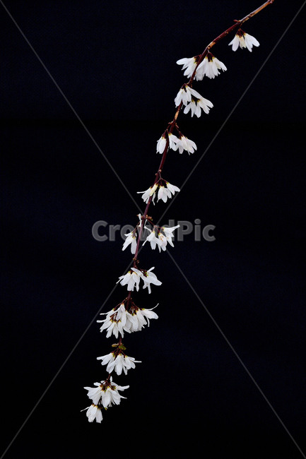 미선나무,미선나무꽃,꽃,봄꽃,식물,나무,흰색,자연,봄,계절,spring,season,식물,자연,plants,nature,꽃,flower,누끼,remove background,plant,tree