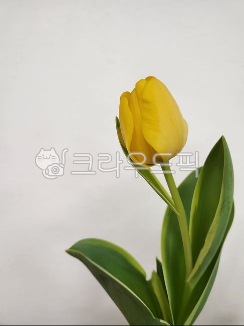 꽃,flower,tulip,튤립,노랑꽃,노란꽃,노란튤립,yellowflower