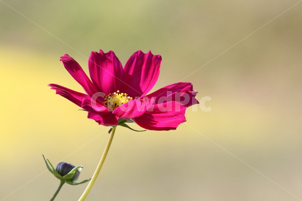 코스모스,꽃,식물,가을꽃,cosmos,가을,계절,fall,autumn,season,식물,자연,plants,nature,꽃,flower,plant,blossom,petal,꽃잎