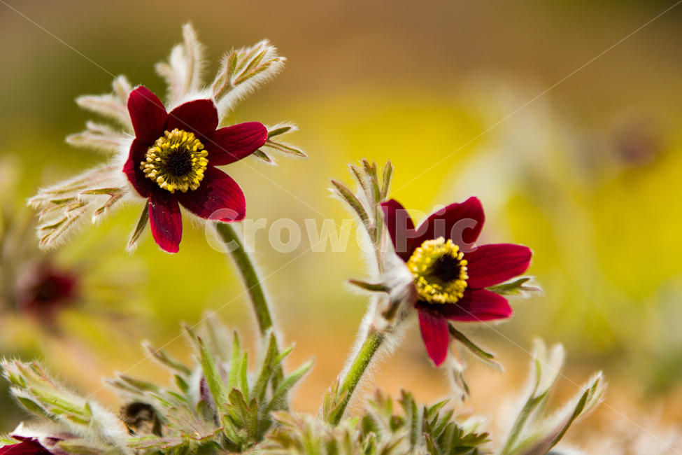 봄,꽃,할미꽃,자연,붉은색,봄,계절,spring,season,식물,자연,plants,nature,꽃,flower,plant