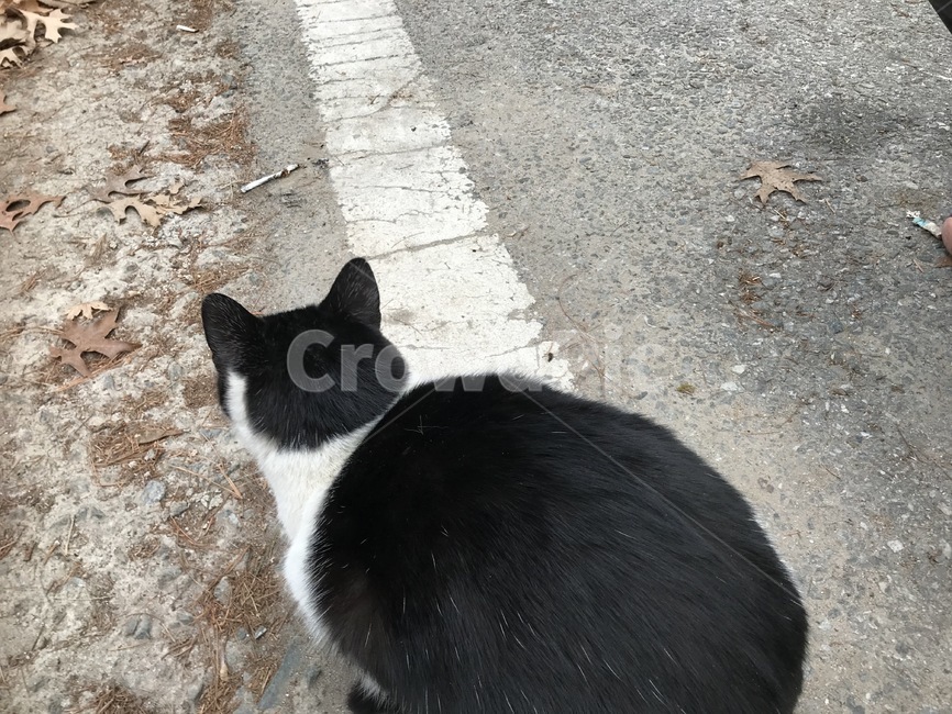 고양이,맨섬사람,pet,애완동물,동물,cat