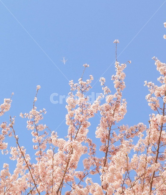 벚꽃,감성사진,벚꽃하늘,하늘,꽃,flower,blossom,plant,cherryblossom