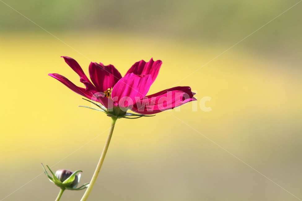 코스모스,꽃,식물,가을꽃,cosmos,가을,계절,fall,autumn,season,식물,자연,plants,nature,꽃,flower,geranium,제라늄,blossom,plant,petal,꽃잎