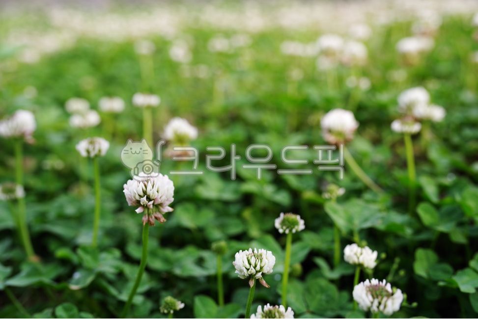 plant,식물,클로버,토끼풀,클로버꽃,토끼풀꽃,꽃,flower,nature,자연,clover,cloverflower