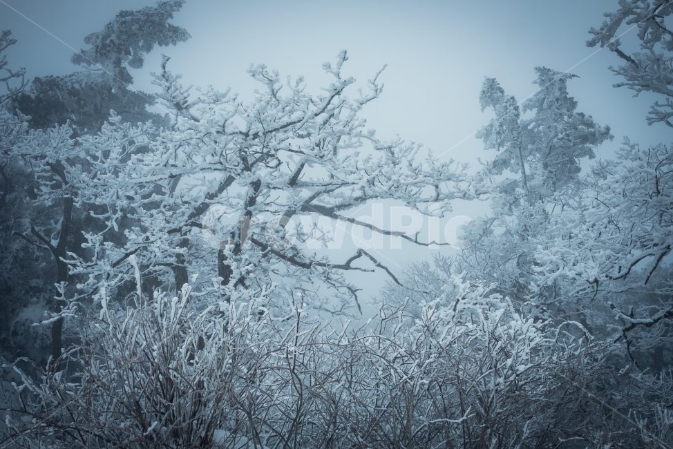 덕유산,겨울,설산,나무,눈,향적봉,무주,눈꽃,겨울산,폭설,정상,겨울,계절,winter,season,식물,자연,plants,nature,나무,trees,wood