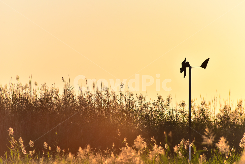 바람개비,가을,감성사진,가을배경,석양,일몰,갈대밭,pinwheel,들판,초지,background,season,windmill,시즌,계절,야외,옥외,들녘,해질녘,해질무렵,식물,들풀,가을분위기,가을느낌,배경,바탕,백그라운드,green,autumn,fall,plant,blossom,10월,9월,일년초,잡초,grass,느낌,필링,분위기,emotional,sensible,feeling,가을,계절,fall,autumn,season,자연,풍경,nature,landscape,한국자연풍경,한국자연경관,korea nature landscape,식물,plants,engine,엔진,motor,모터,machine,기계
