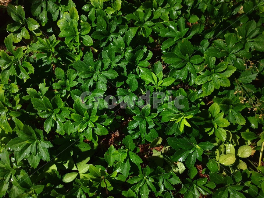 비,이슬,공원,숲,밤,나뭇잎,풀,비온뒤,녹색,자연,풀잎,green,eco,afterrain,park,forest,식물,자연,plants,nature