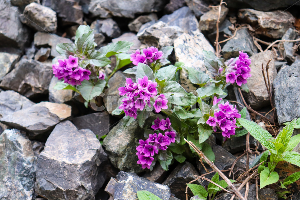 blossom,plant,식물,flower,꽃,야생화,wildflower,보라색,violet,식물,자연,plants,nature,꽃,flower