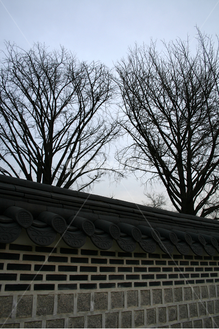 창덕궁,세계문화유산,문화유산,한국,나무,담,담장,전통,한국전통,한국문화,korean traditional,korean culture,식물,자연,plants,nature,나무,trees,wood,건축물,건물외관,exterior,building,structure,architecture,construction