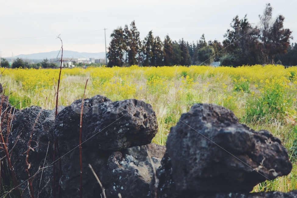 재주도,여행,개나리,돌담,현무암,봄,자연,풍경,nature,landscape,제주도,jeju,jeju island,field,들,grassland,목초지,outdoors,옥외