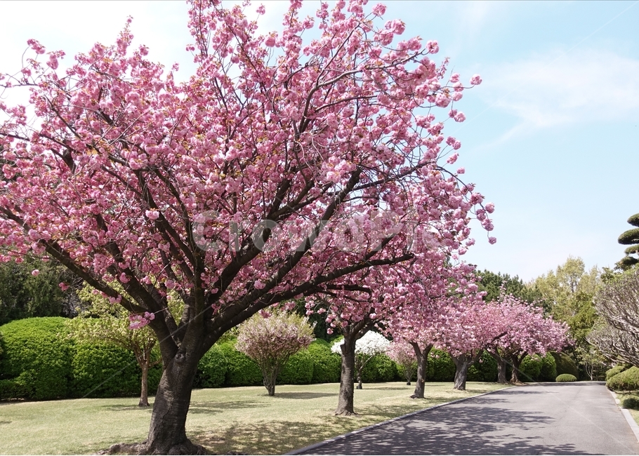 봄,하늘,벚꽃,겹벚꽃,꽃,봄,계절,spring,season,자연,풍경,nature,landscape,식물,plants,나무,trees,wood,plant,blossom,flower