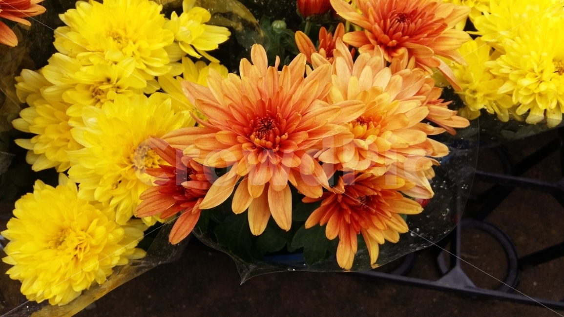 가을꽃,국화,들국화,꽃,자연,주황색,아련한,추모,식물,자연,plants,nature,꽃,flower