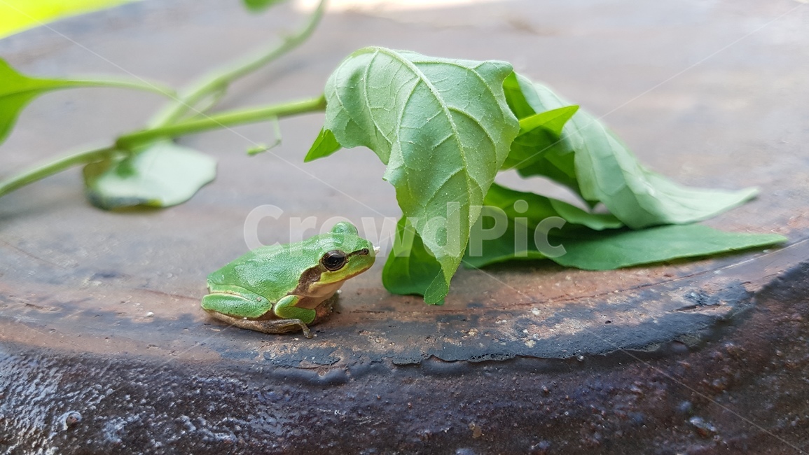 자연,청개구리,개구리,장독대,풍경,동물,animal,파충류,양서류,reptile,amphibian