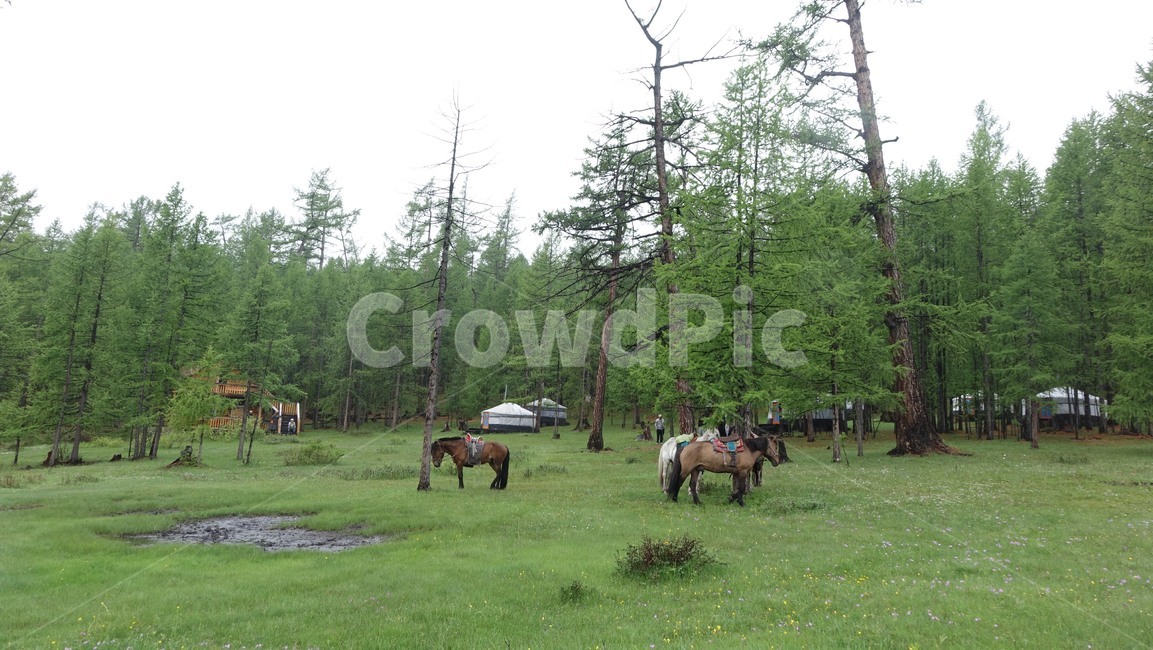 nature,자연,홉스굴,grass,말,horse,초원,몽골,몽고,MONGOLIA