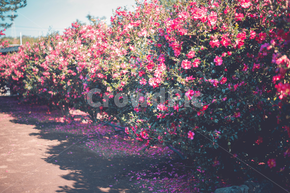 plant,식물,동백,꽃,flower,식물,자연,plants,nature,꽃,flower