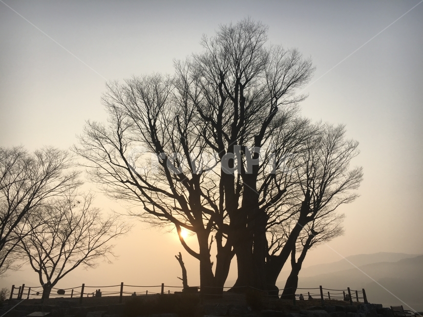 풍경,landscape,나무,wood,감성,역광,해돋이,dawn,노을,sunset,숲,forest,하늘,sky,자연,nature,식물,자연,plants,nature,나무,trees,wood,실루엣,그림자,silhouette,shadow