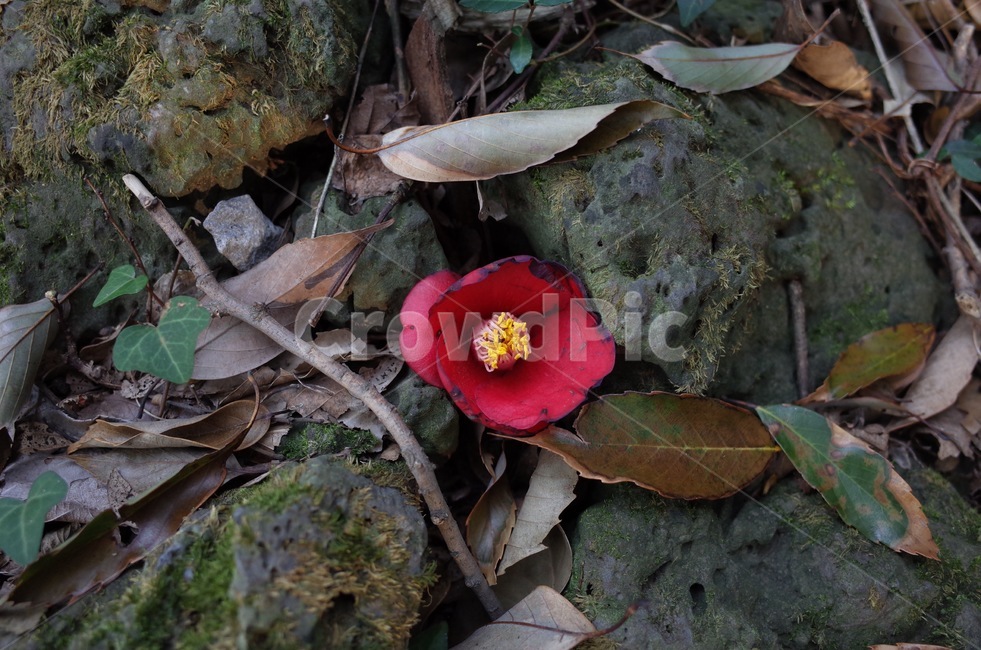 제주도,동백꽃,동백,겨울,빨간꽃,겨울꽃,식물,꽃,식물,자연,plants,nature,꽃,flower