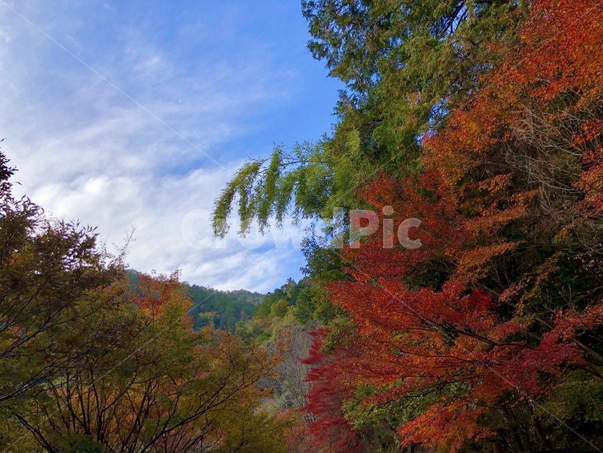나무,tree,leaf,잎,단풍,가을,계절,fall,autumn,season