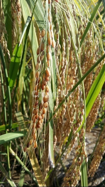 벼이삭,벼,논,가을들판,토종벼,곡류,곡식,cereals,산업,industry,industrial,농업,농사,agriculture,farming,farming industry