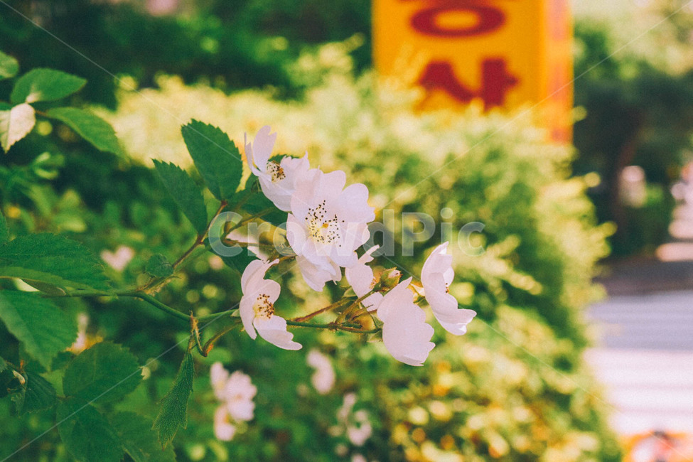 봄,꽃,하얀꽃,식물,자연,꽃다발,풍경,white,flower,spring,감성,감성사진,plant,초록,싱그러운,아련한,봄,계절,spring,season,식물,자연,plants,nature,꽃,flower,감성,sensible,feeling