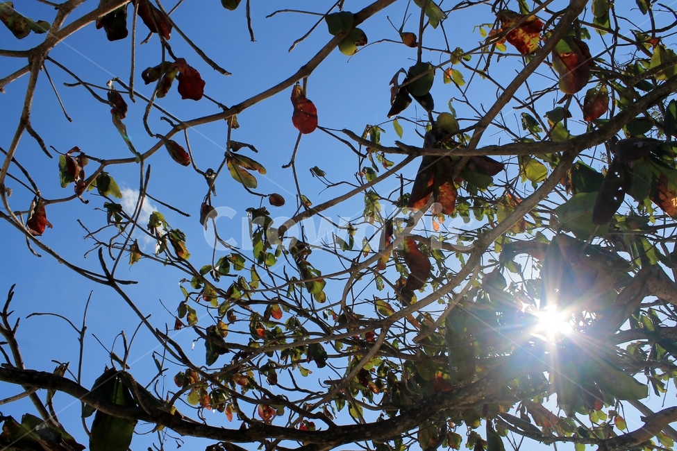 발리,bali,indonesia,인도네시아,파랑,blue,sky,하늘,leaf,잎,tree,나무,햇살,sunshine,나무,trees,wood