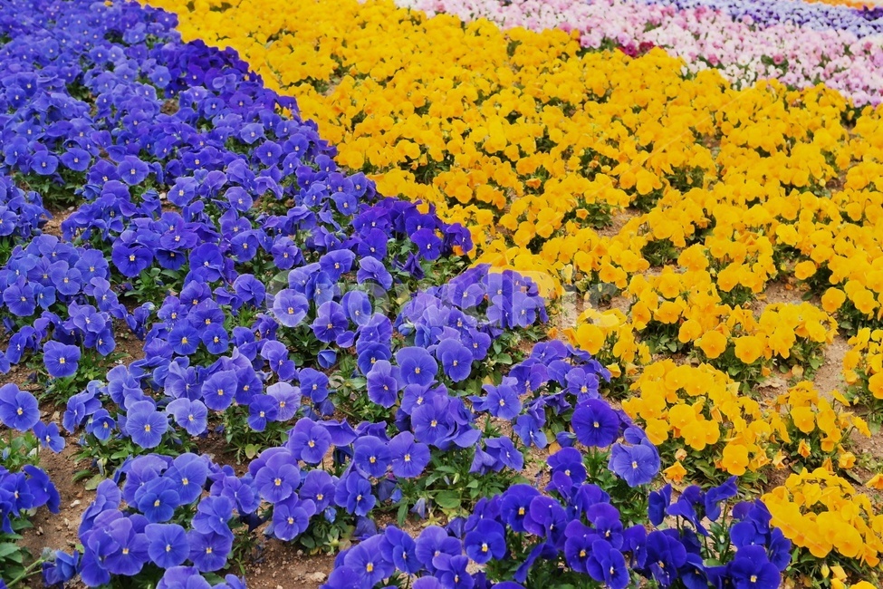 봄꽃,봄,꽃,팬지,화려,blossom,flower,알록달록