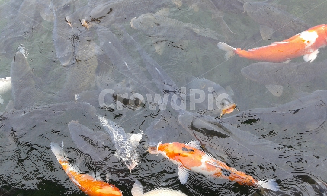 animal,물고기,fish,강가,호수,어류,물고기,fish