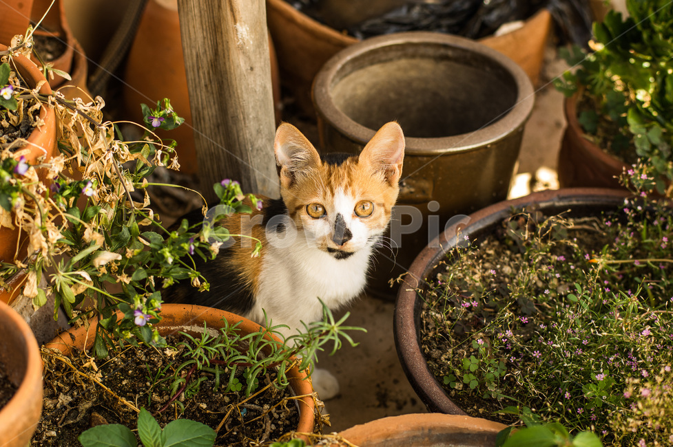 warm,kitten,cat,picture