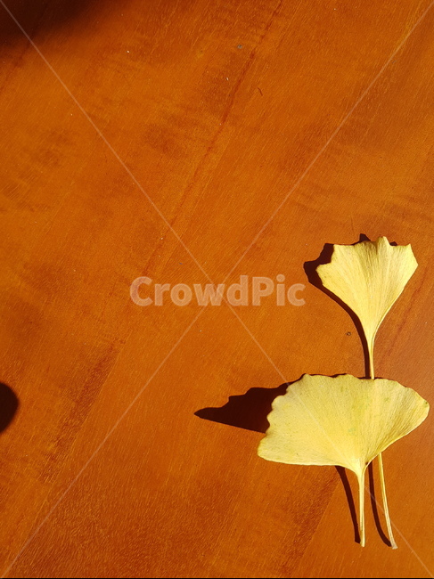 leaf,잎,plant,식물,원목,나무,그림자,둘,같이,2,노랑,노란색,은행잎